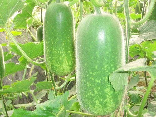 秋香吃瓜视频大全,笑料横生，欢乐无限  第1张